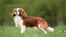 Cavalier-king-chalz-spaniel: характеристики и описание на породата
